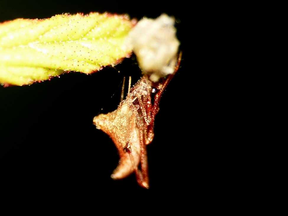 La fantomatica Rhomphaea - Santa Teresa Gallura (OT)